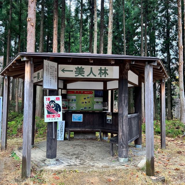 松之山美人林🫶🏻冬日超令景點😬新潟輕鬆樂郊遊
