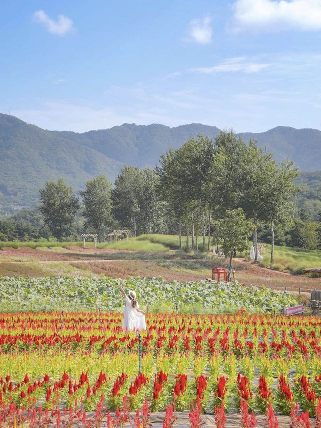 꽃길을 걸어요🌸강원도 철원 고석정 꽃밭 