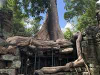 Ta Prohm Temple - Where trees have dominated