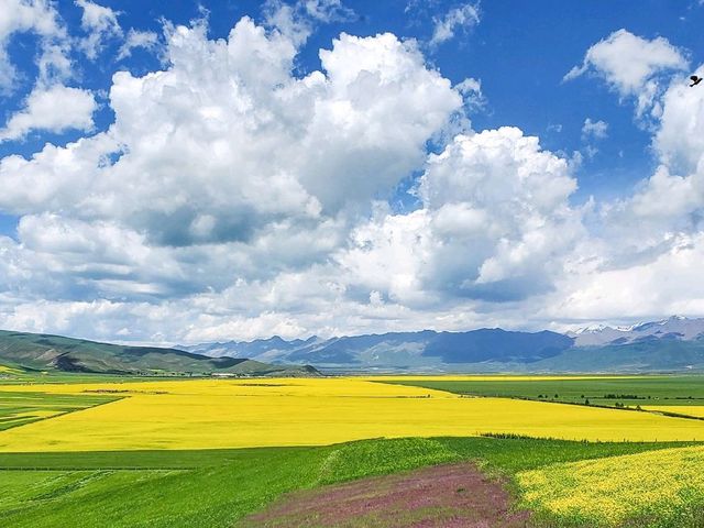 Menyuan Flower Fields (门源) - Qinghai