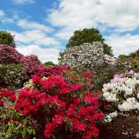 Enjoy the rhododendron forest in Langley