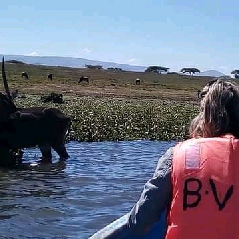 Savannah park  restaurant & camping naivasha 