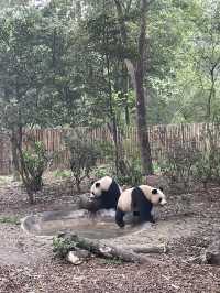 The cutest pandas in Chengdu! 