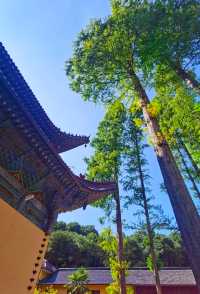 Hidden in the suburbs of Hangzhou, there is a "Little Tianzhu" that not only attracts many celebrities to check in, but also seems like a fairyland.