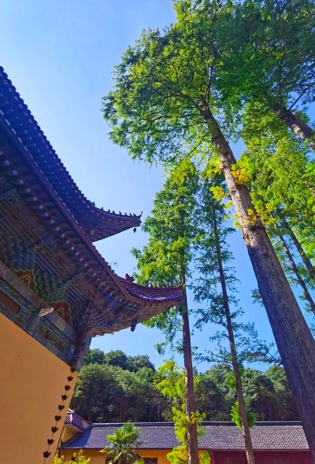 Hidden in the suburbs of Hangzhou, there is a "Little Tianzhu" that not only attracts many celebrities to check in, but also seems like a fairyland.