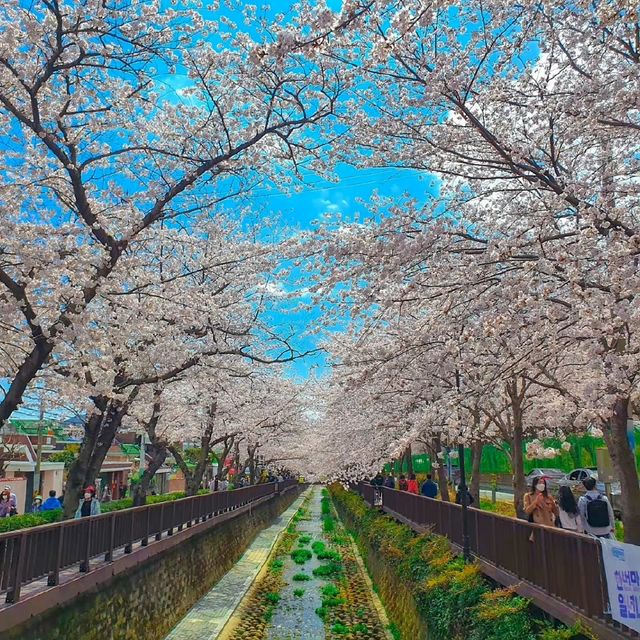 Don't miss the cherry blossoms in Zhenhai when enjoying cherry blossoms in Korea.