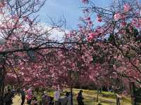 Sun Moon Lake + Formosan Aboriginal Culture Village + cable car + cherry blossoms