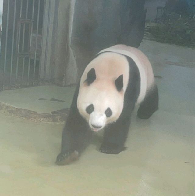 PANDAS 🐼 just gorgeous. Chengdu Research Panda base