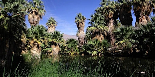 Palm Springs Desert Chapter January Paint Out | Coachella Valley Preserve - Thousand Palms Oasis Preserve