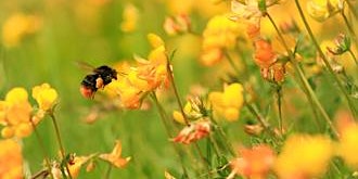 Meadowflower Watercolour Workshop at Lorton Meadows | Lorton Meadows Conservation Centre & Nature Reserve