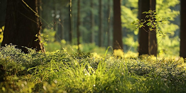Forest Bathing+ An Introduction at NT Leith Hill, Surrey: Sunday  27th July | Leith Hill
