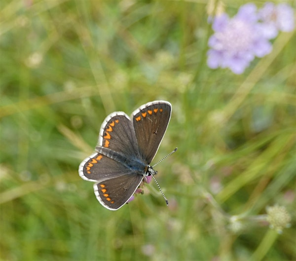 Wild Walks: Butterflies (ELC 2816) | Lackford Lakes Nature Reserve