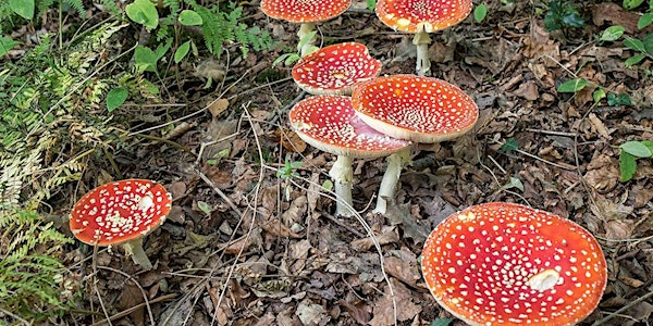 Family Fungus Foray | Wheatfen Nature Reserve