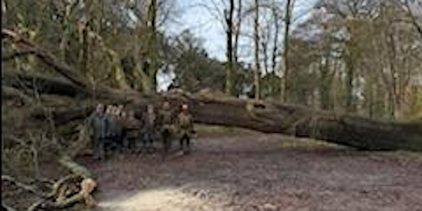 A Visit to Trewithen After the Storm | Trewithen Gardens