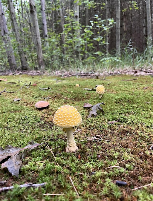 Fungi Foray: A Mushroom Identifications Workshop | Waverley Pines