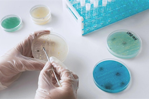 From Biofuels to Bug Busters: Using microbes to solve real-world problems | Baltimore UnderGround Science Space (BUGSS)