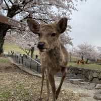 桜映える🌸春の奈良公園と若草山を楽しもう！