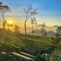 LINGGARJATI JOGLO - MAGELANG