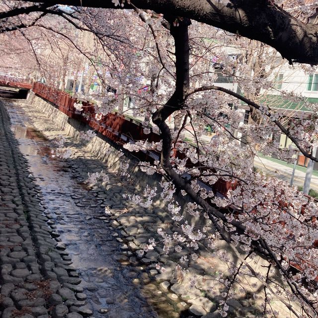 벚꽃 명소는 진해❤️