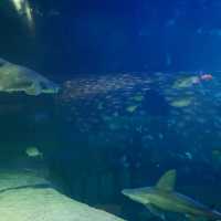 海洋公園-鯊魚探秘