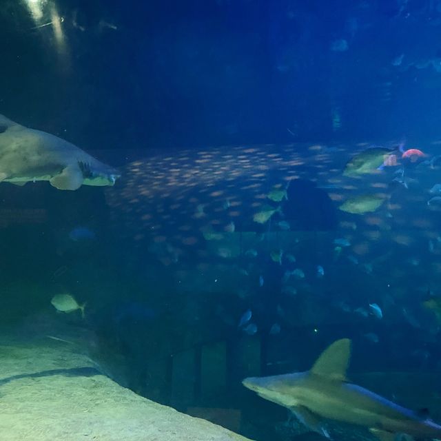 海洋公園-鯊魚探秘 海洋公園-鯊魚探秘
