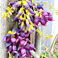 去華南植物園賞禾雀花，郊遊、露營、野餐⋯⋯