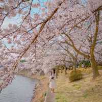 🌸경주 벚꽃 모음집 2탄!