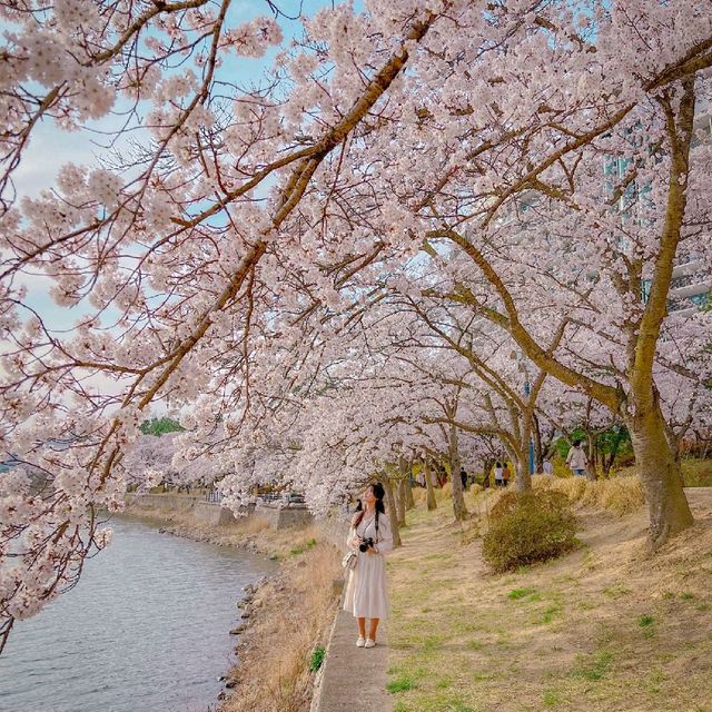 🌸경주 벚꽃 모음집 2탄!