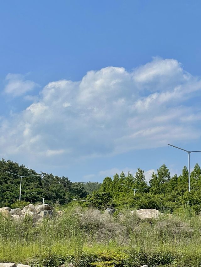 부산의 메타쉐콰이어 숲길 ‘송정 옛 길’