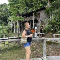 Rainforest World Music Festival
