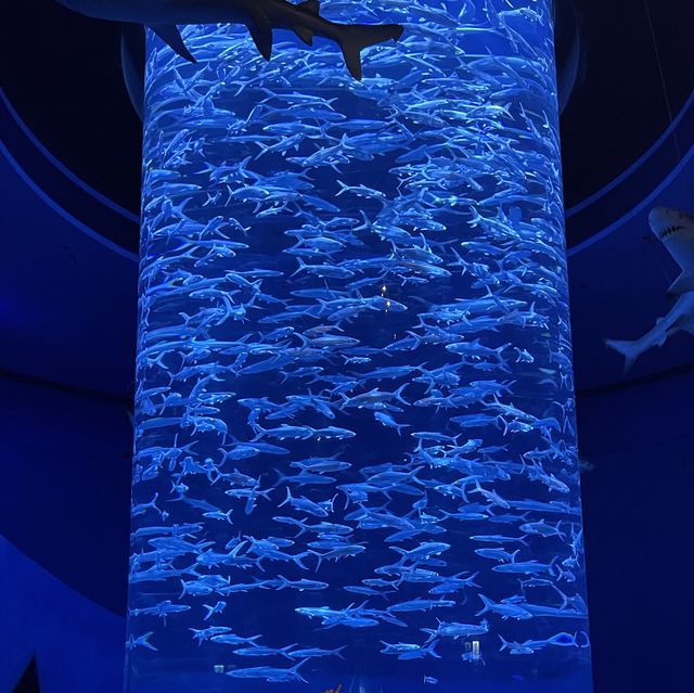 海洋公園生日慢遊