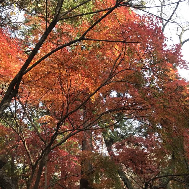 ชมใบไม้เปลี่ยนสีที่วัดtozenji🍁🍁🍁