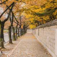 🍂가을을 느끼기 좋은 경주스러운 곳 [경주, 대릉원 돌담길]