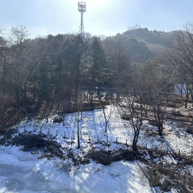 動物多過旅客的公園