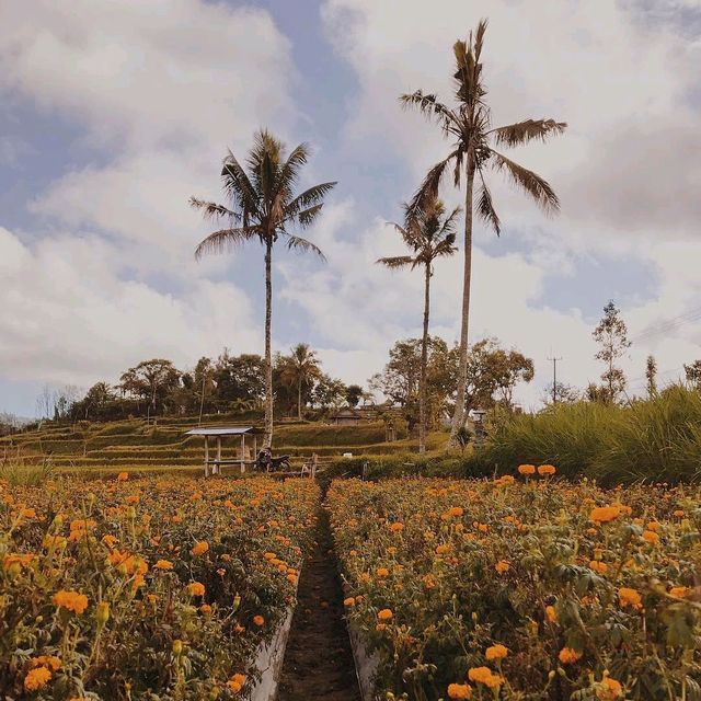 GEMITIR FLOWER FIELD - BALI