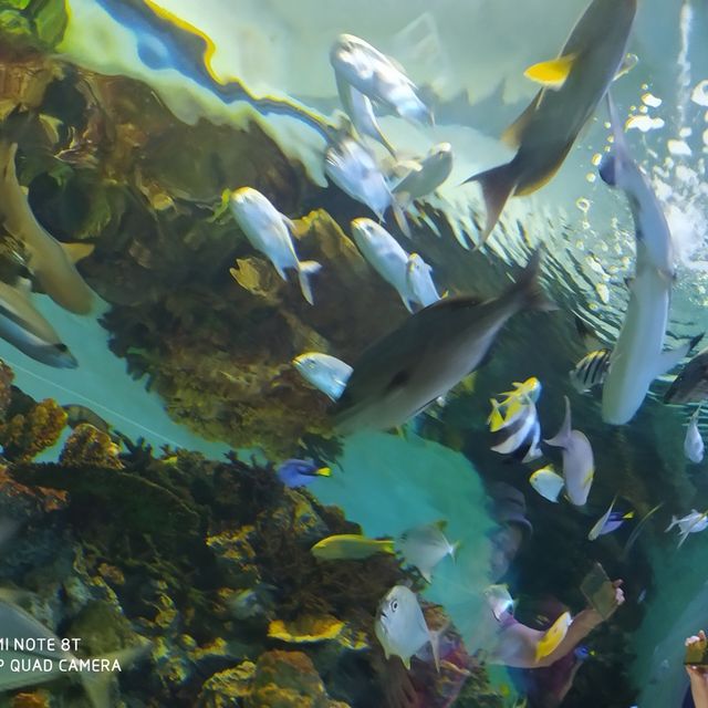 《花蓮》遠雄海洋遊樂園～