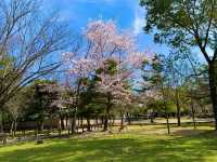 奈良　SAKURA 桜めぐり❗️東大寺南大門あたりで桜散策❗️