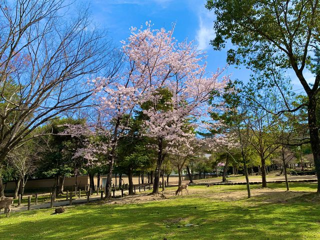 奈良　SAKURA 桜めぐり❗️東大寺南大門あたりで桜散策❗️