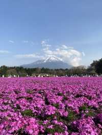 今しか見れないピンクの世界【山梨】