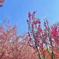 서부해당화라고 들어봤나🌸