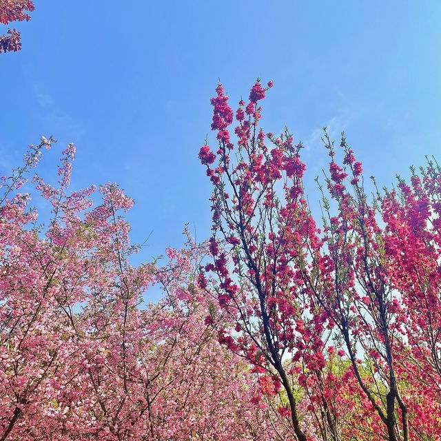서부해당화라고 들어봤나🌸