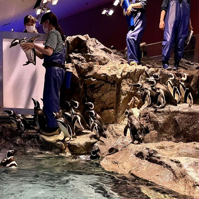 アイドルペンギンがたくさん！すみだ水族館