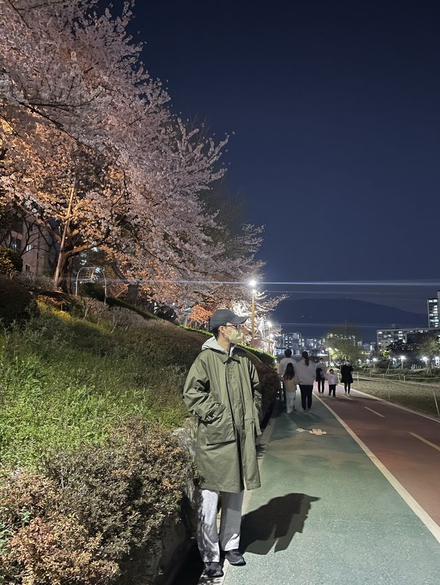 벚꽃하면 ? 온천천 🌸