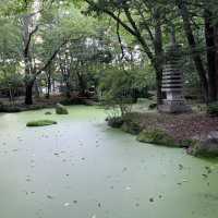 帯広神社夏詣　神秘的な緑の池と花手水🌺