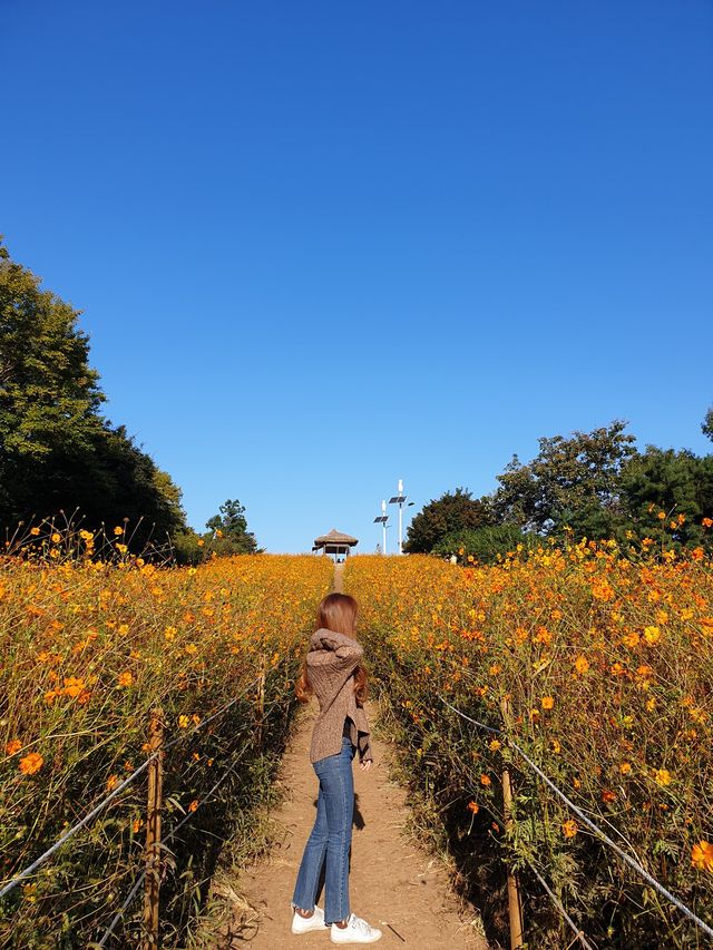 가을은 황하코스모스의 계절🧡