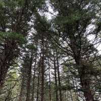 原生林🌳の中の神秘の池　神の子池