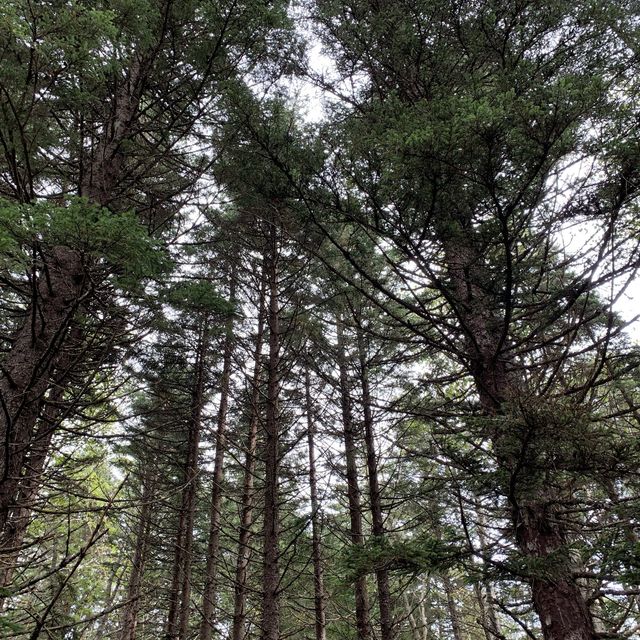 原生林🌳の中の神秘の池　神の子池