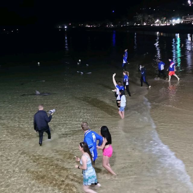 Touching wild dolphins at Moreton Island