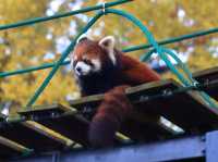 很可愛的旭川動物園北海道特別的景點 