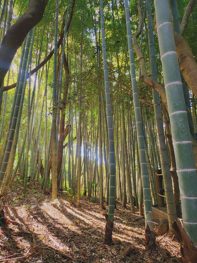 한라수목원 🌲 제주도 가을 피크닉